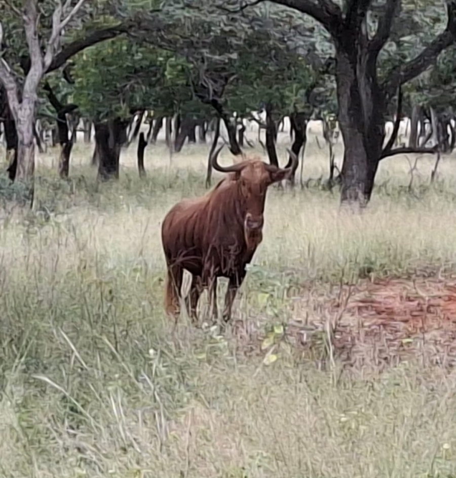 Commercial Property for Sale in Swartruggens North West